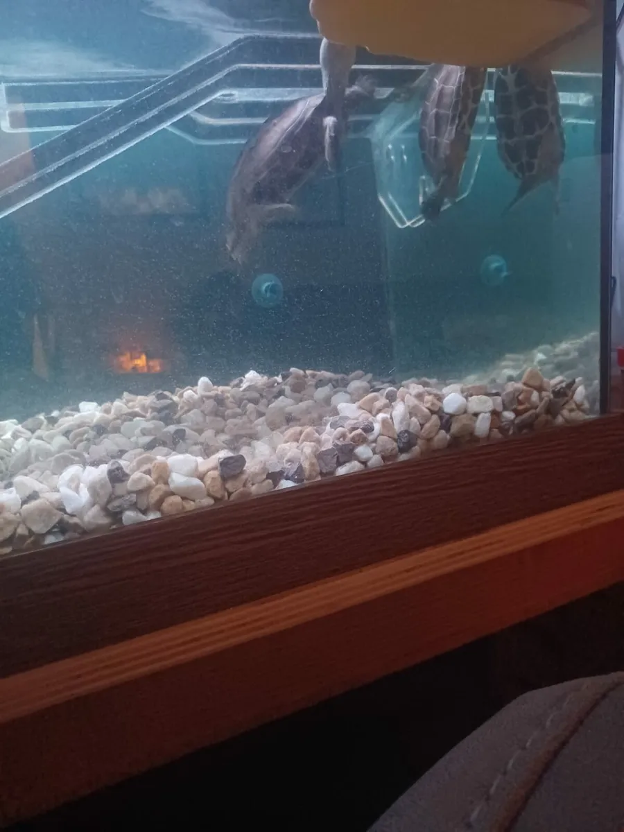 Musk turtle - Image 1