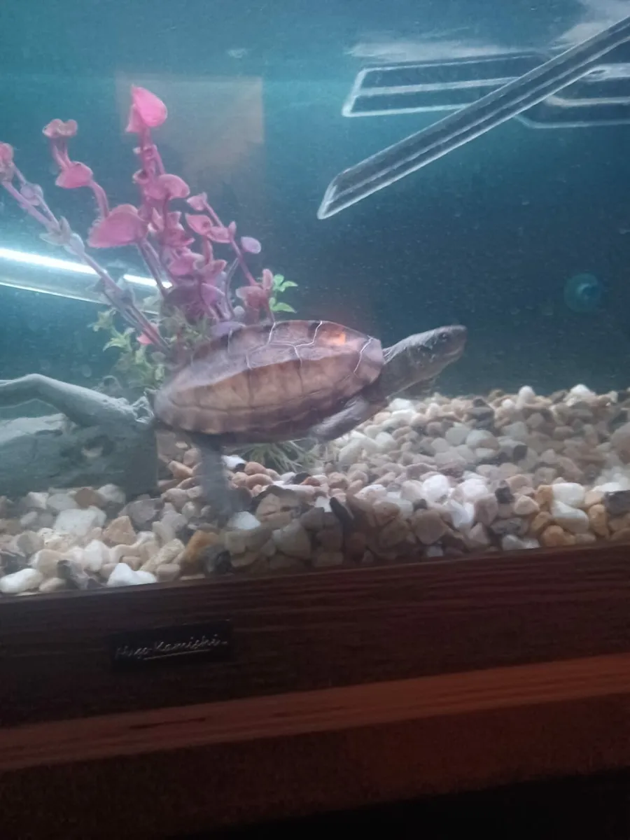 Musk turtle - Image 2