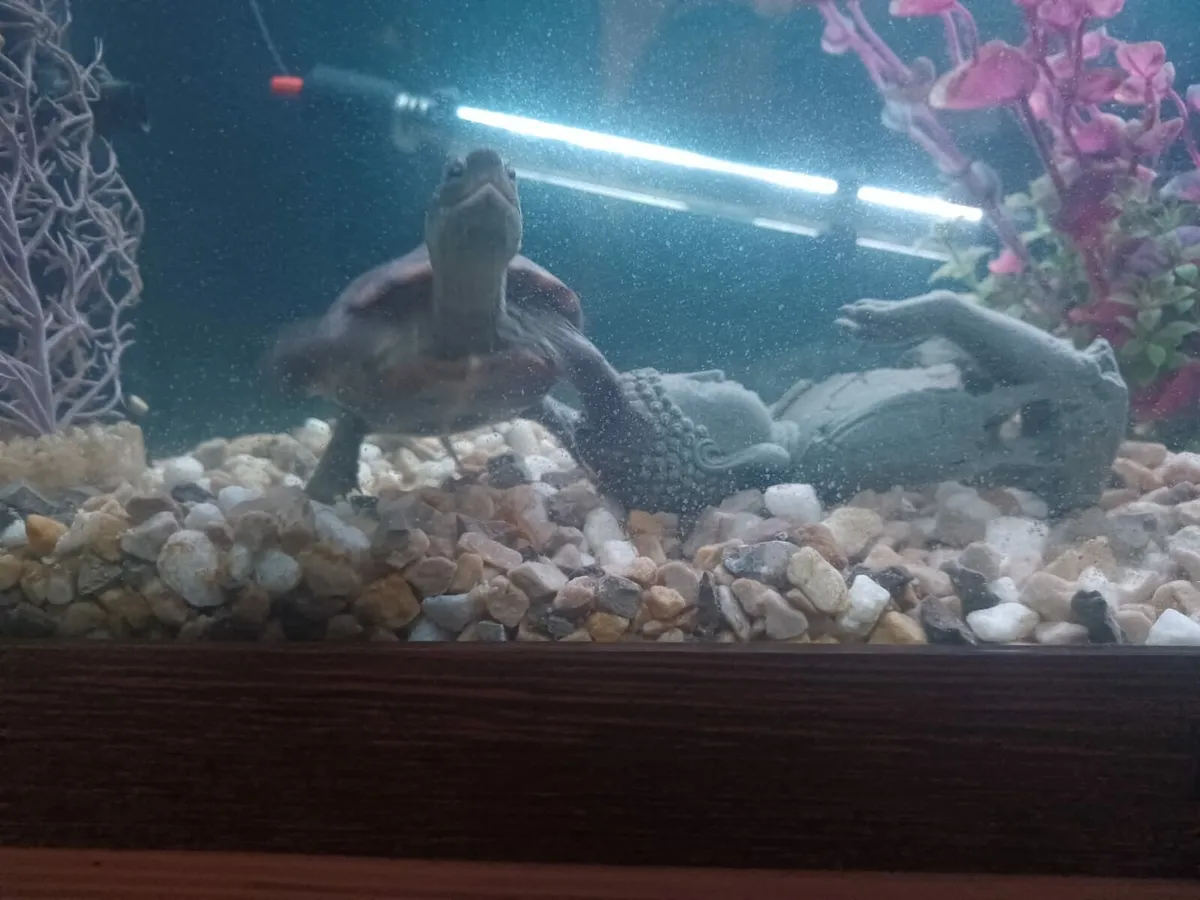 Musk turtle - Image 3