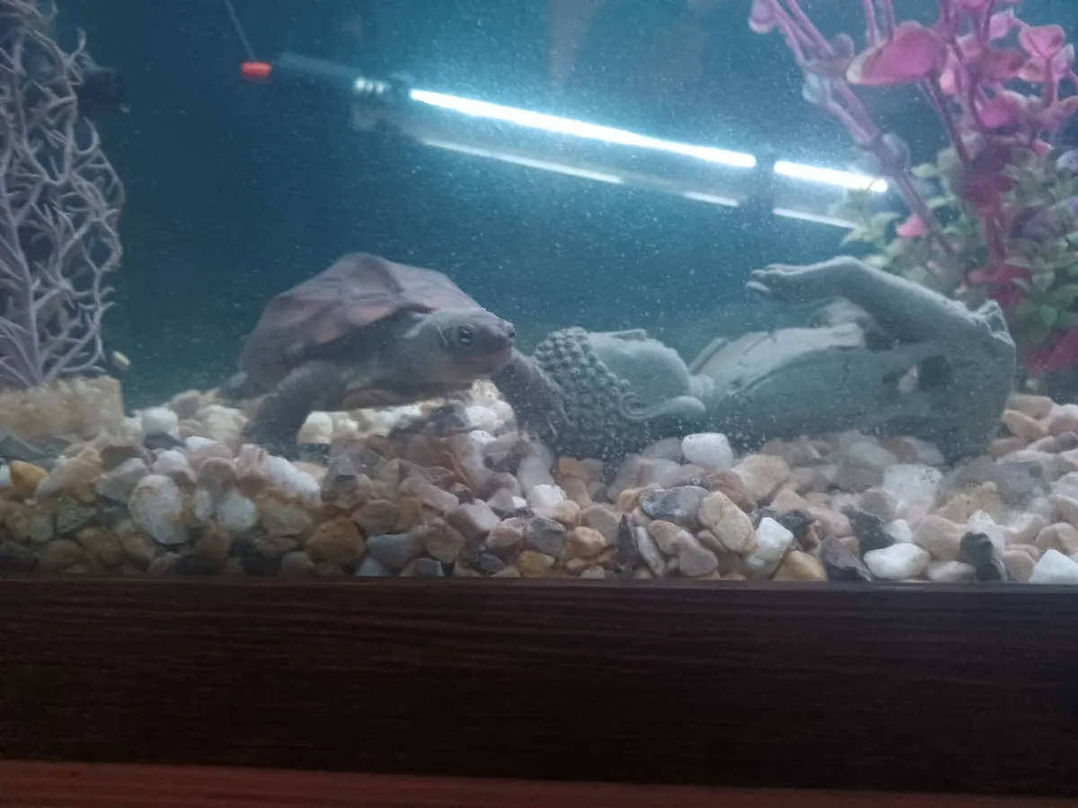 Musk turtle - Image 4