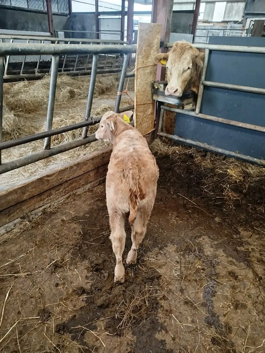 Foster Lm calf - Image 2