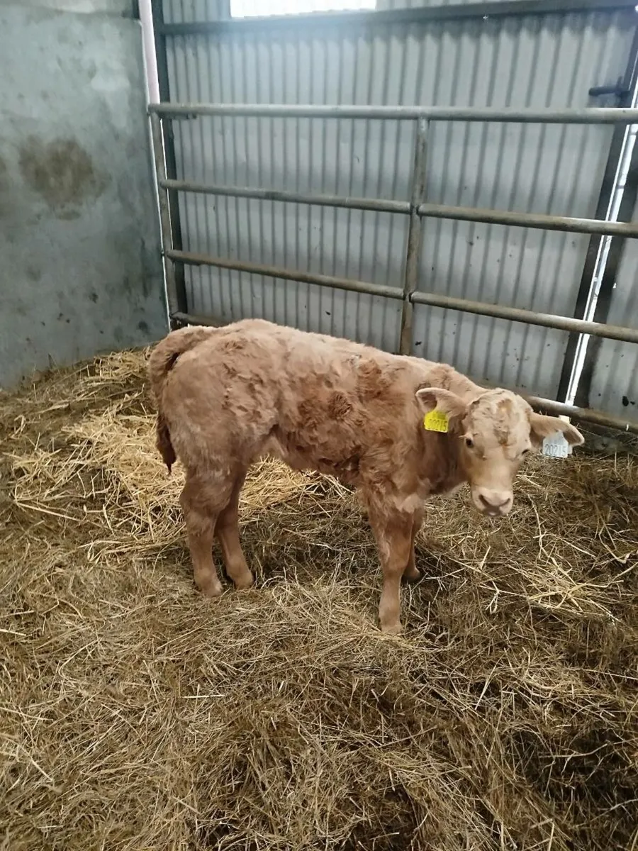 Foster Lm calf - Image 3