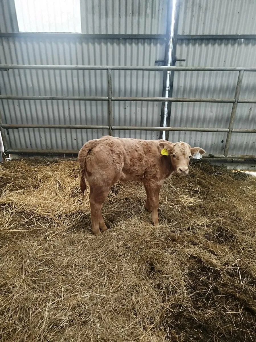 Foster Lm calf - Image 1