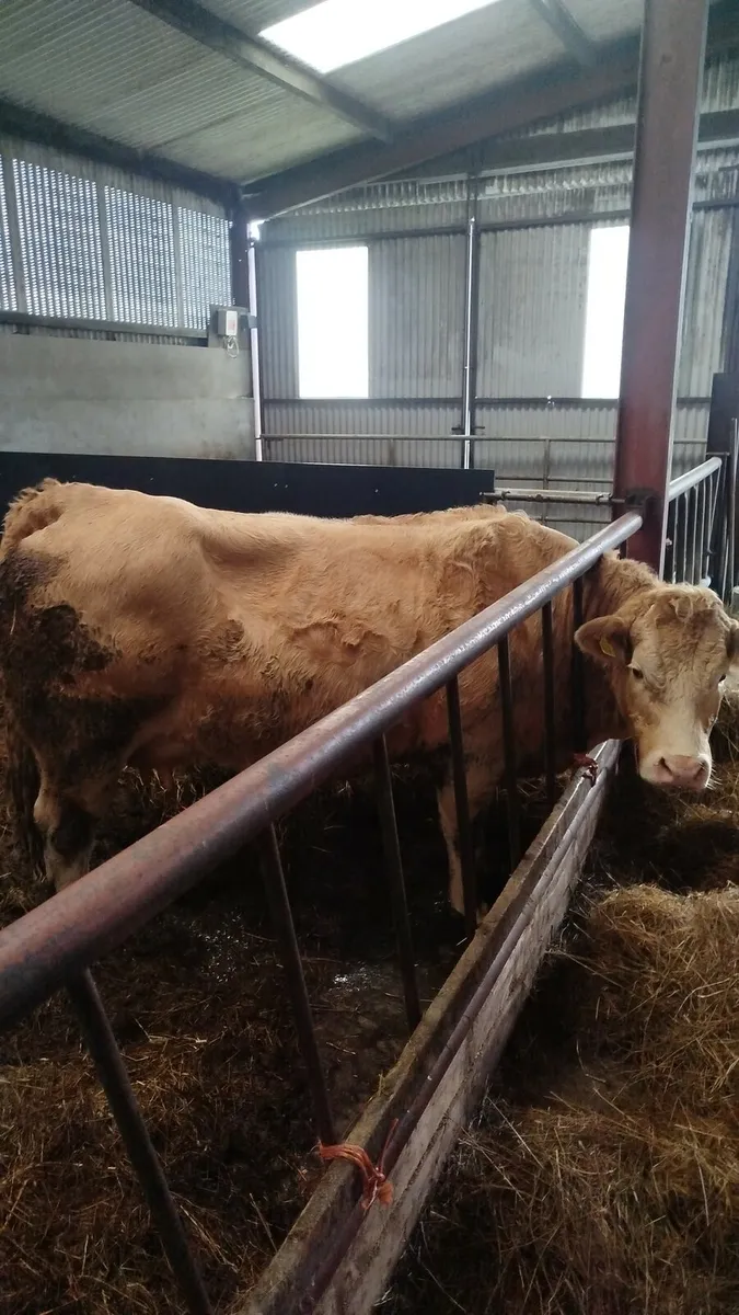 Foster Lm calf - Image 4