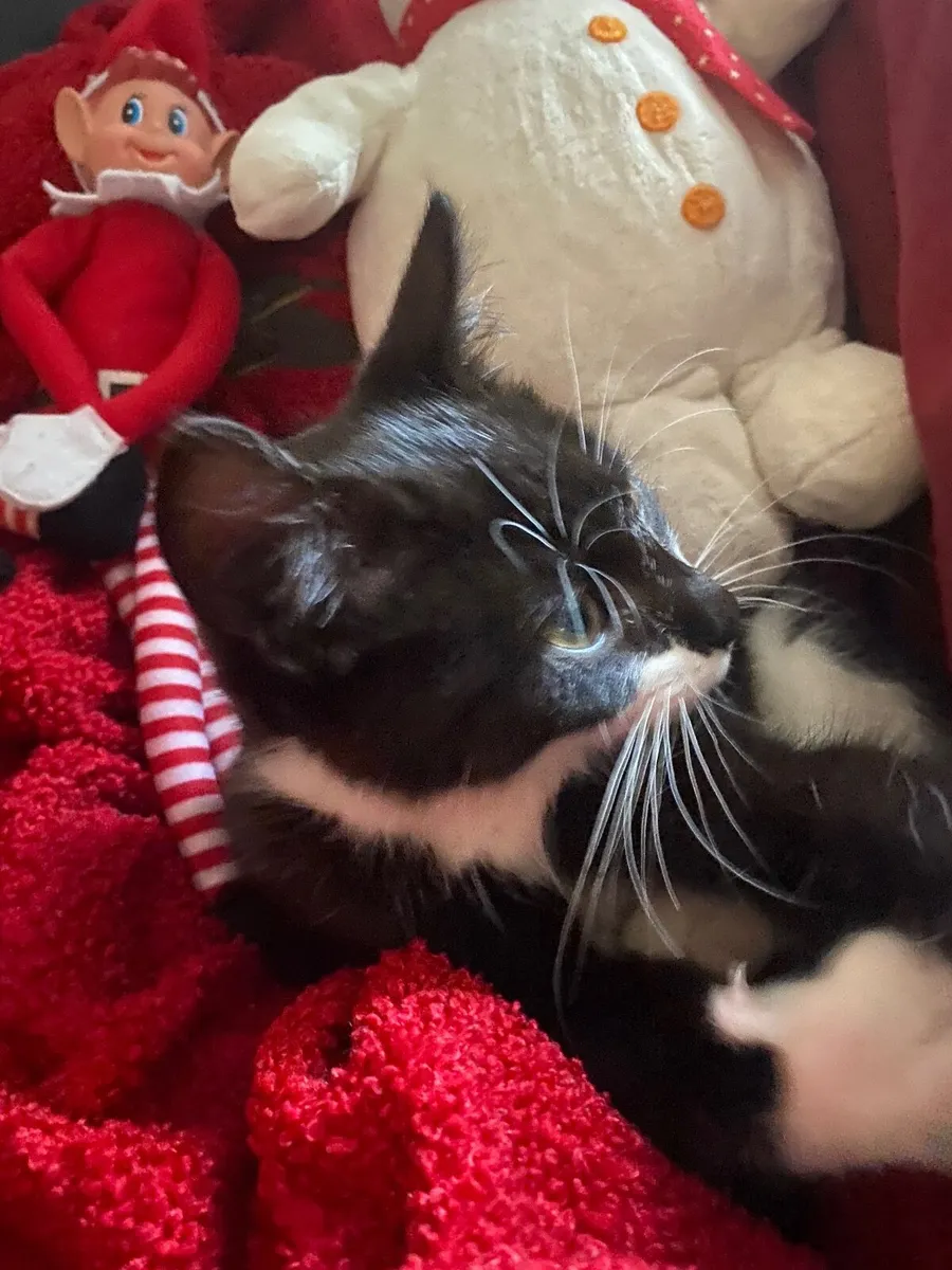 Christmas Kitten Male for loving home - Image 1
