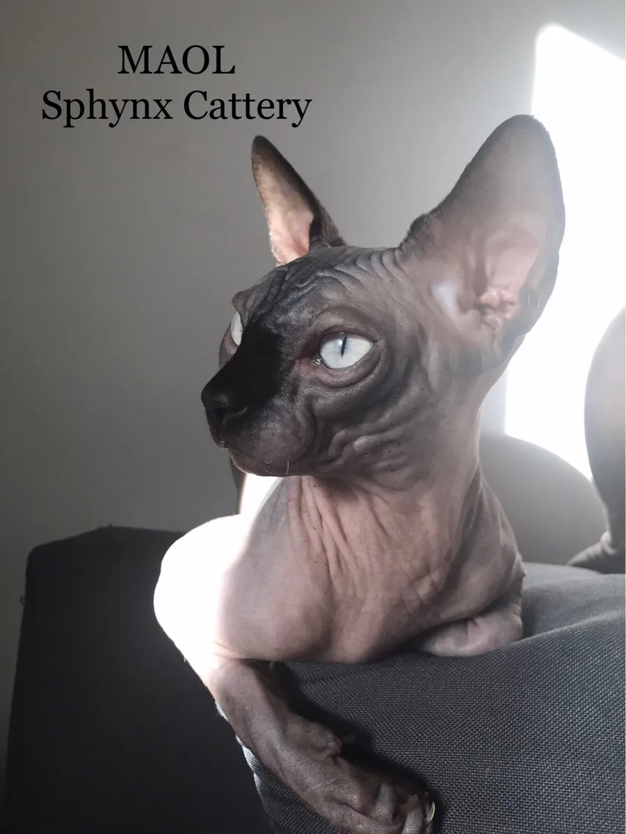 Sphynx cat - Image 1