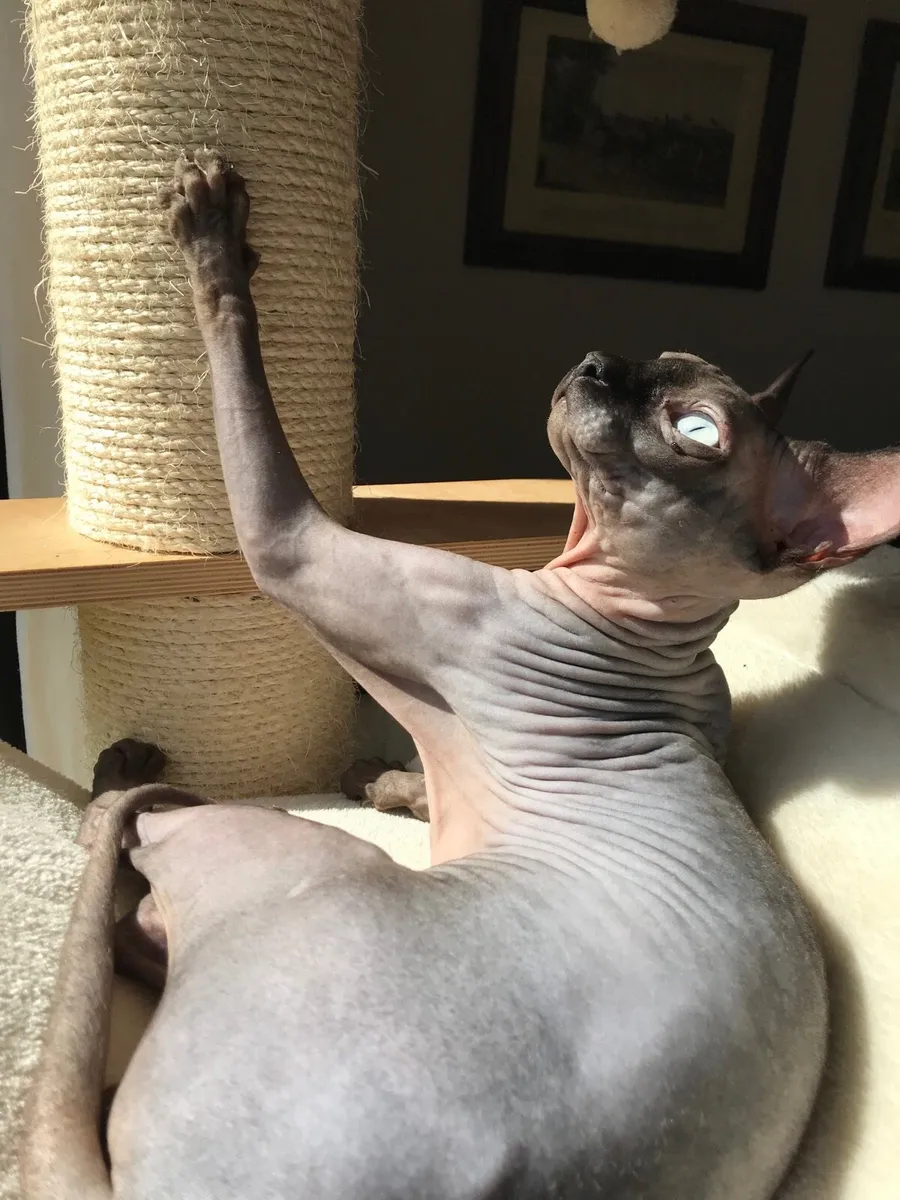 Sphynx cat - Image 2