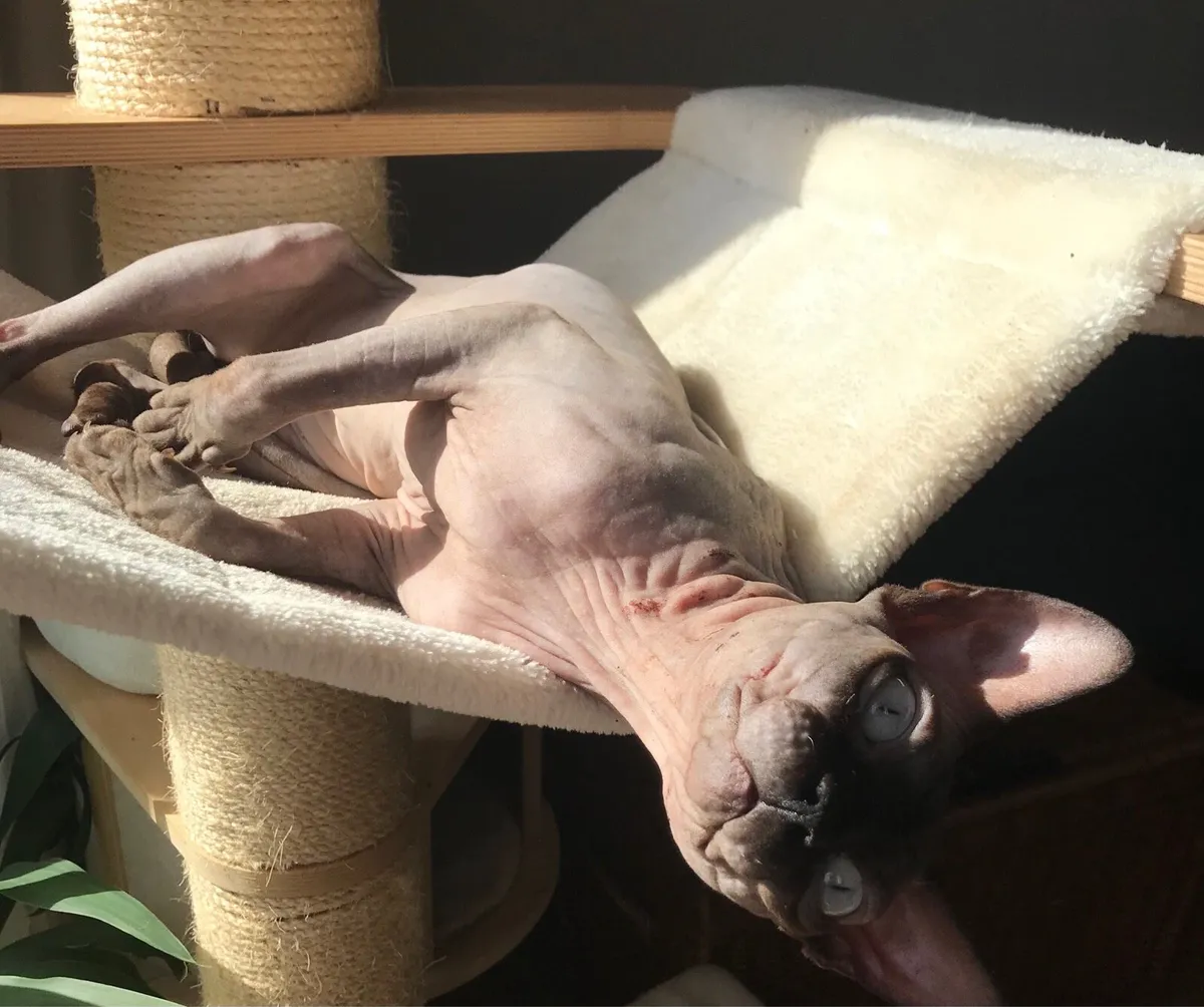 Sphynx cat - Image 3