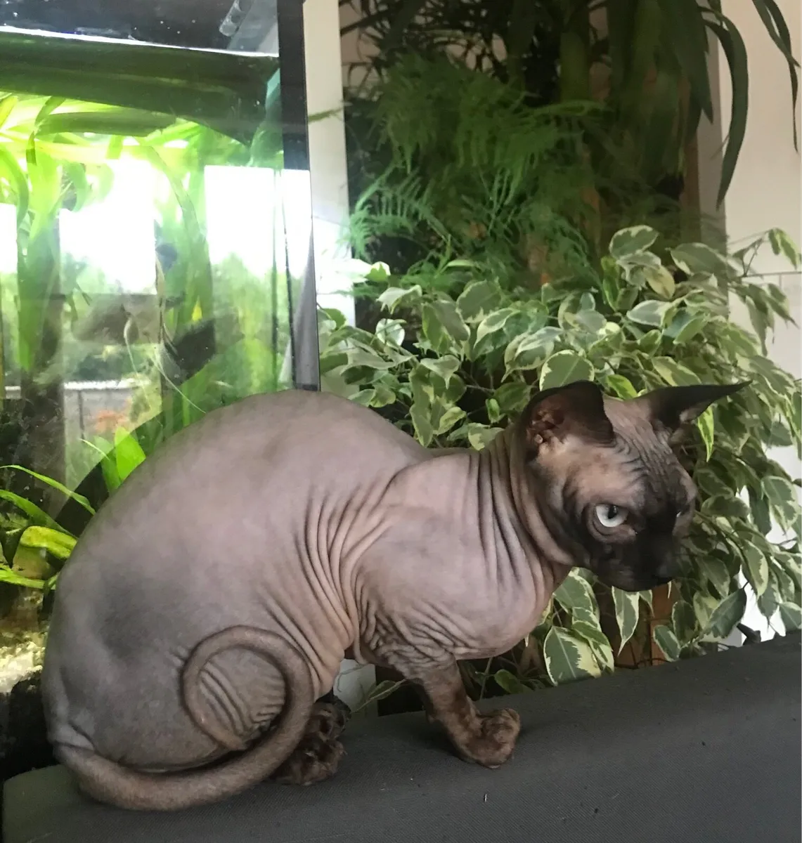 Sphynx cat - Image 4