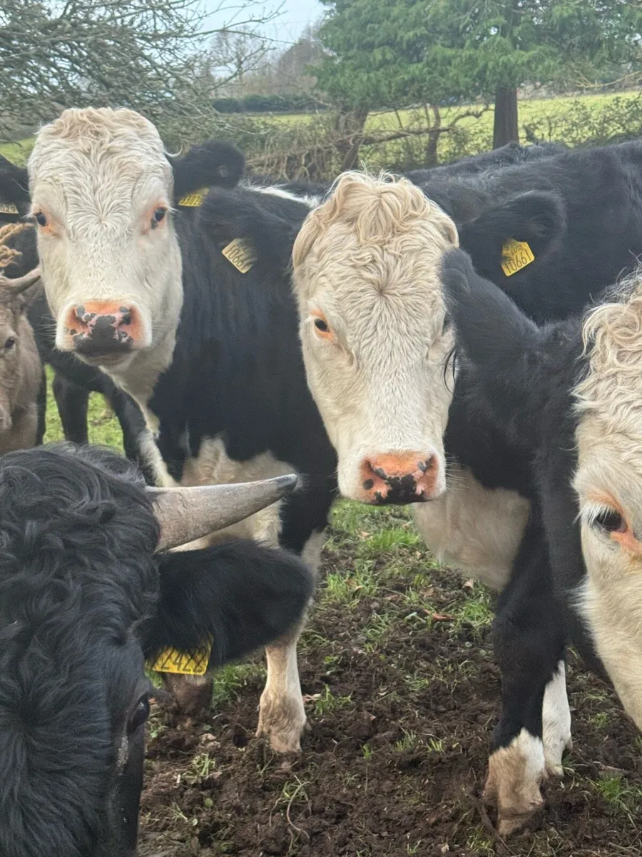 Cattle For Sale - Image 4