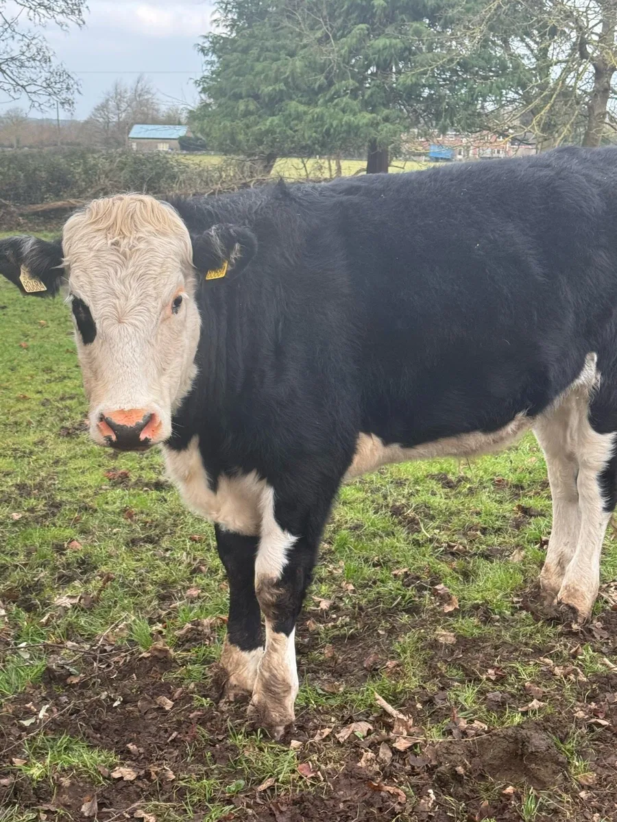 Cattle For Sale - Image 1