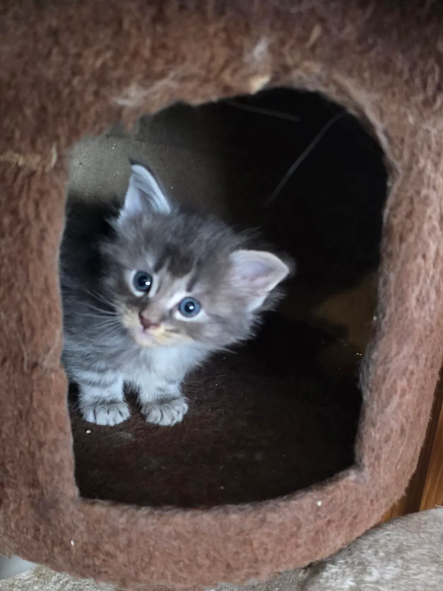 Maine Coone kittens - Image 1