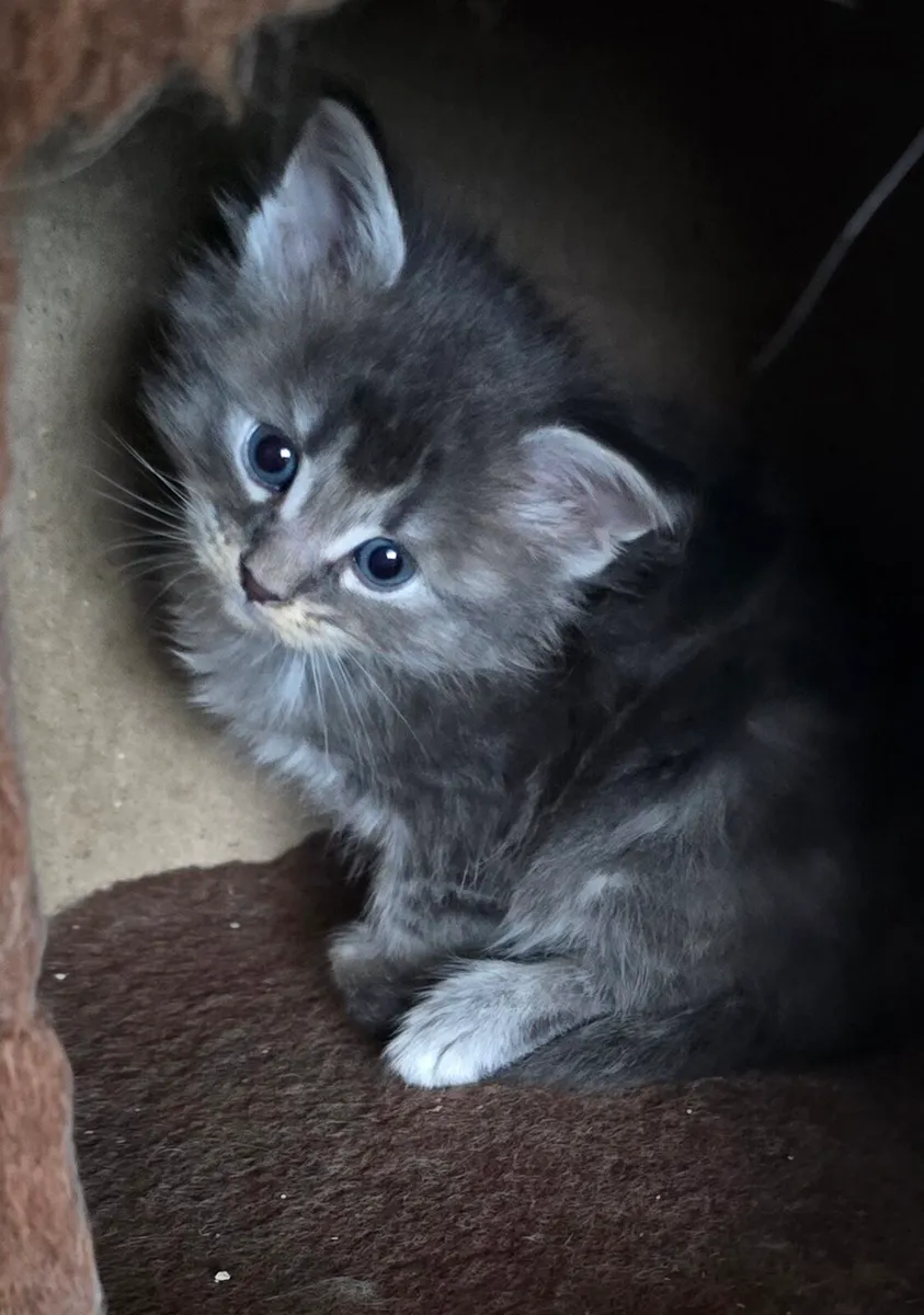 Maine Coone kittens - Image 2