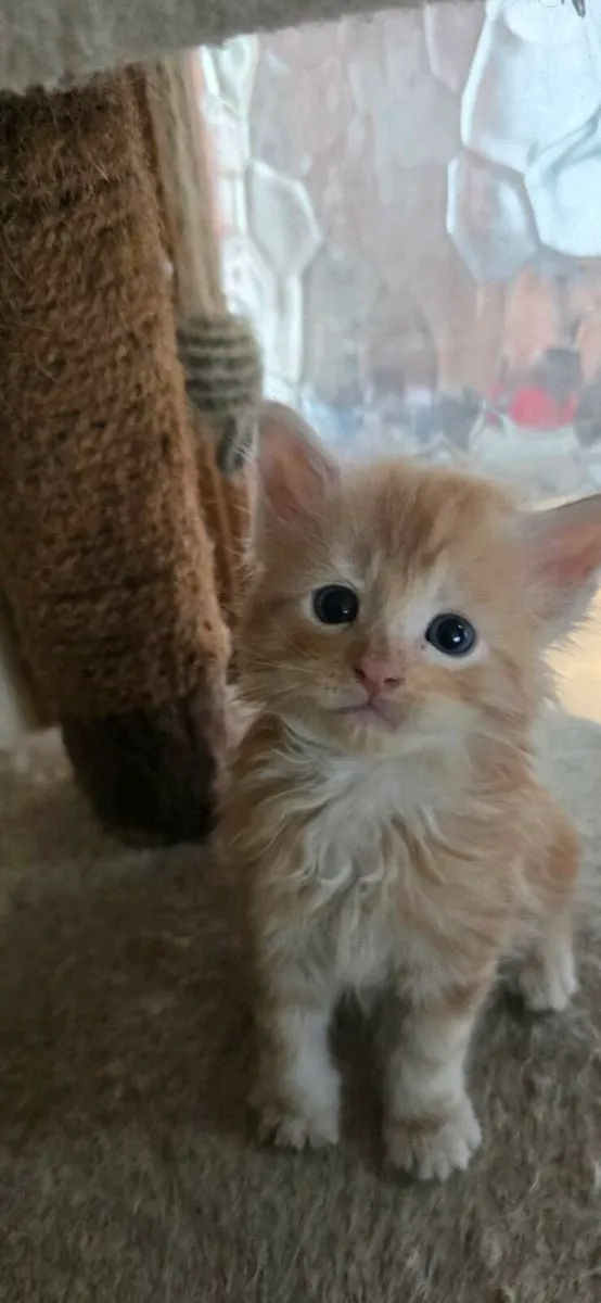 Maine Coone kittens - Image 3