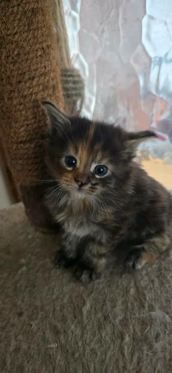 Maine Coone kittens - Image 4