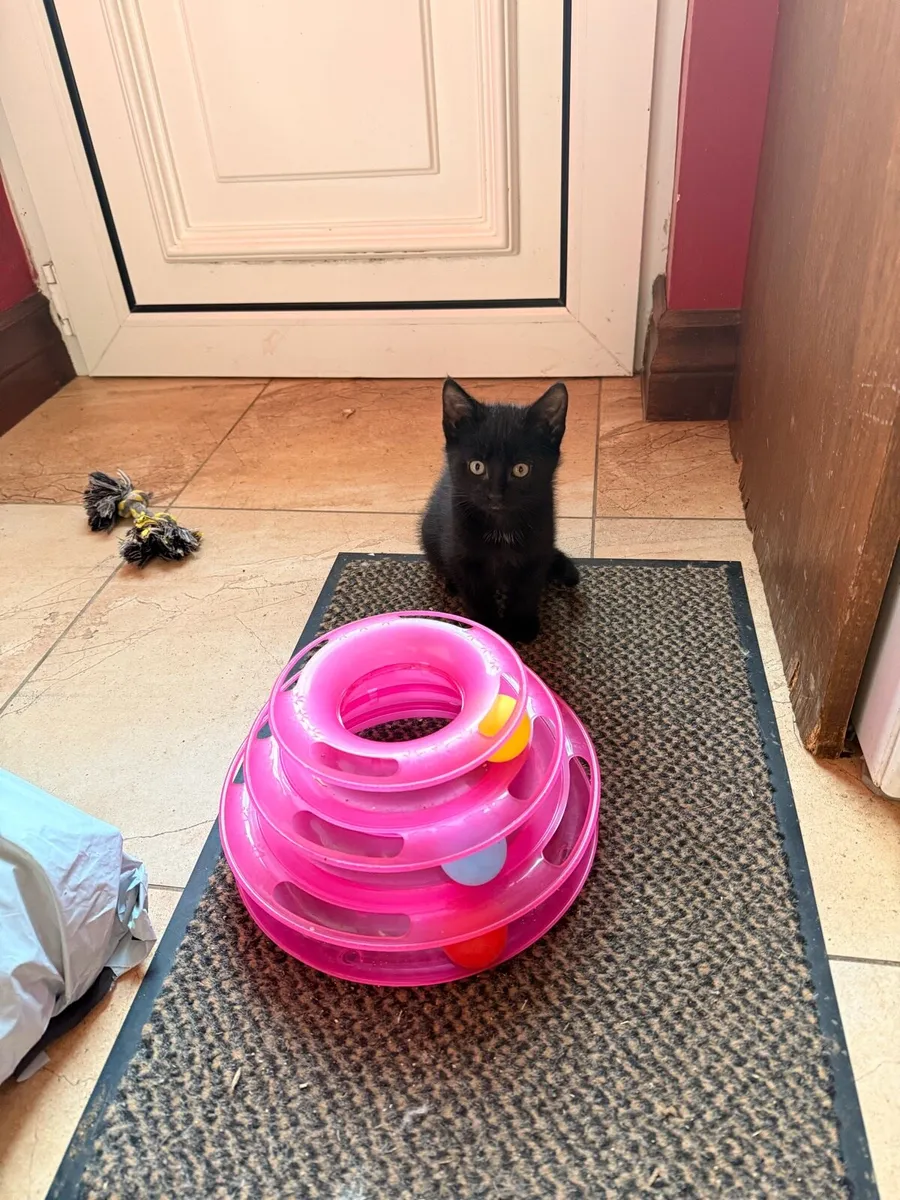 Beautiful little kitten🩷 - Image 3