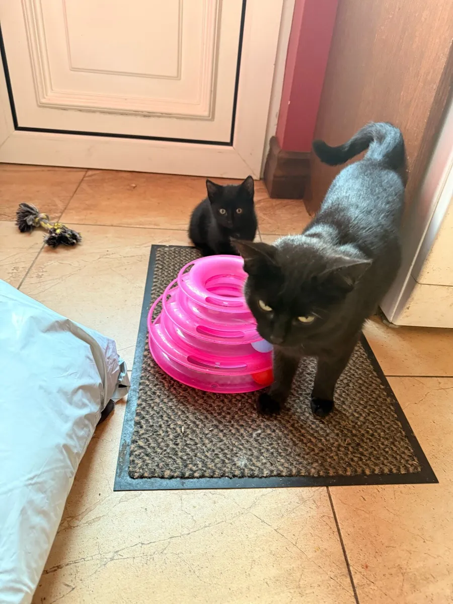 Beautiful little kitten🩷 - Image 4