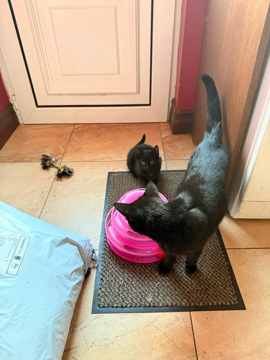 Beautiful little kitten🩷 - Image 1