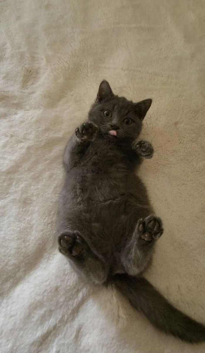 British shorthair kitten - Image 1