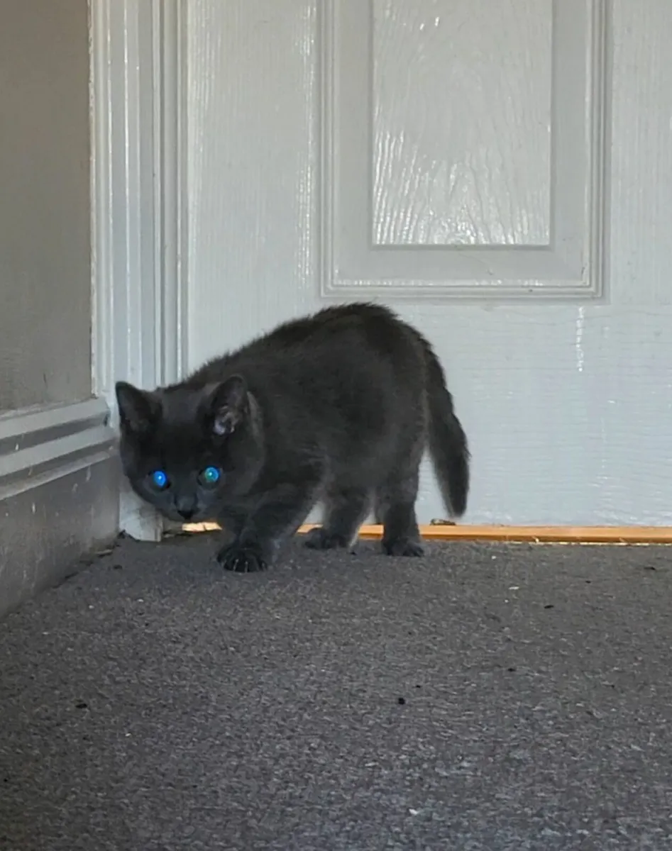 British shorthair kitten - Image 2