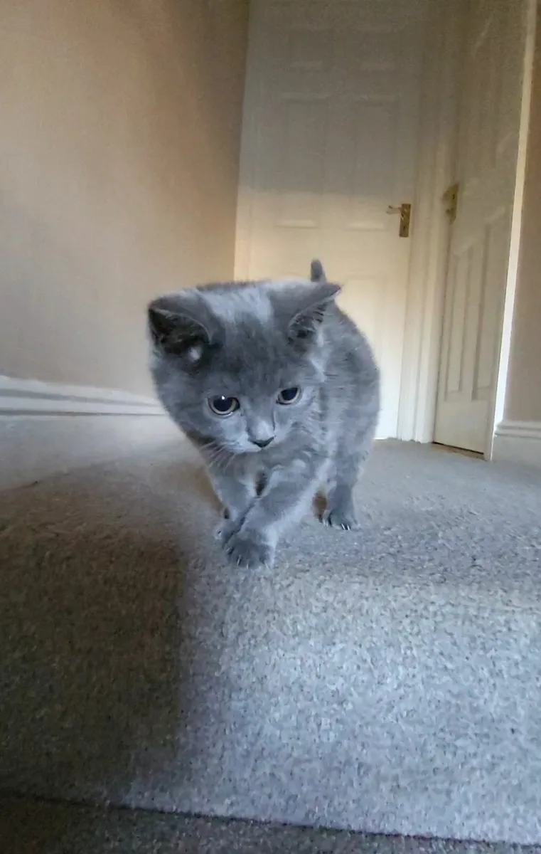 British shorthair kitten - Image 3