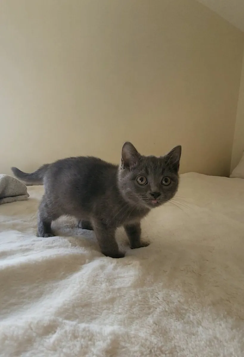 British shorthair kitten - Image 4