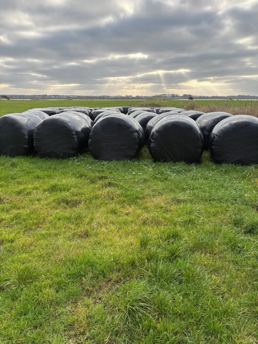 Round Bails Of Silage