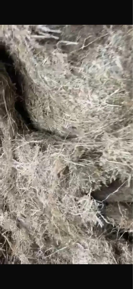 Haylage - Image 2