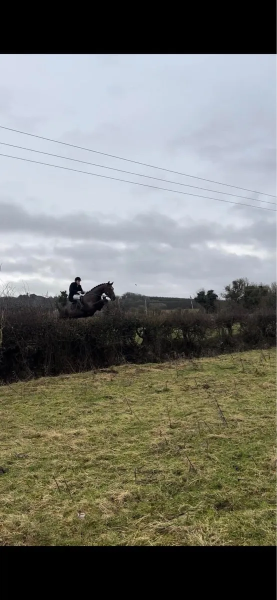 Hunting horse - Image 2