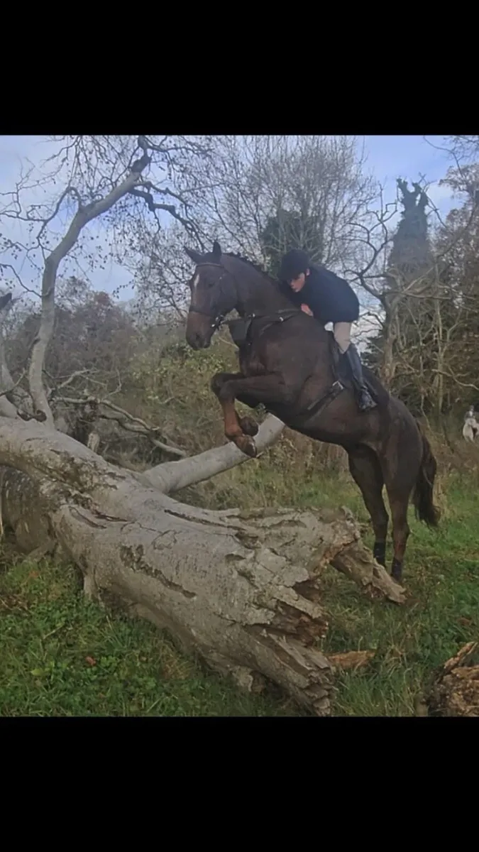 Hunting horse - Image 3