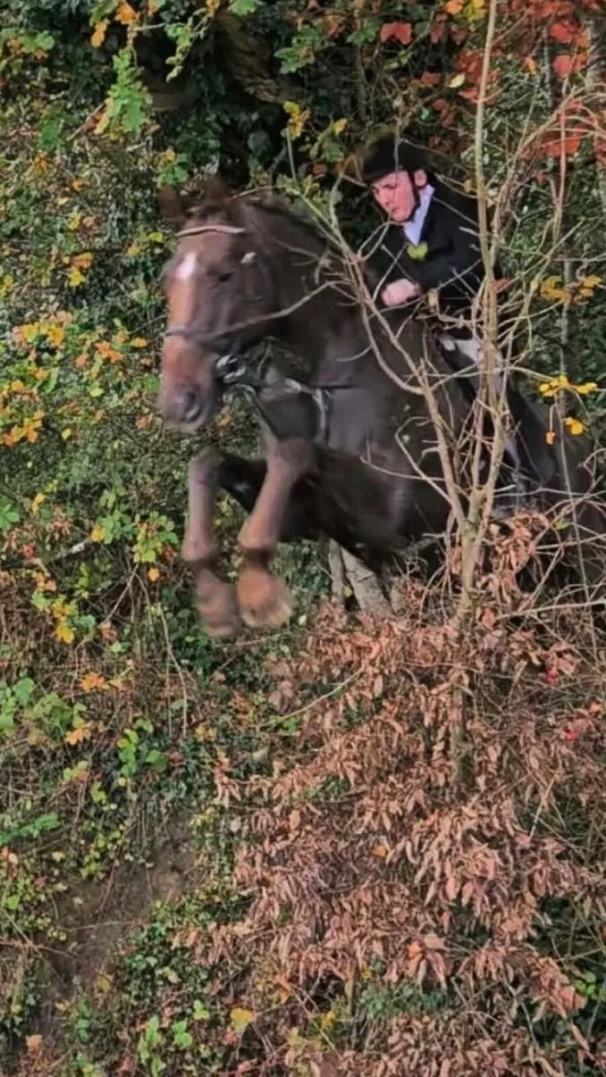 Hunting horse - Image 4