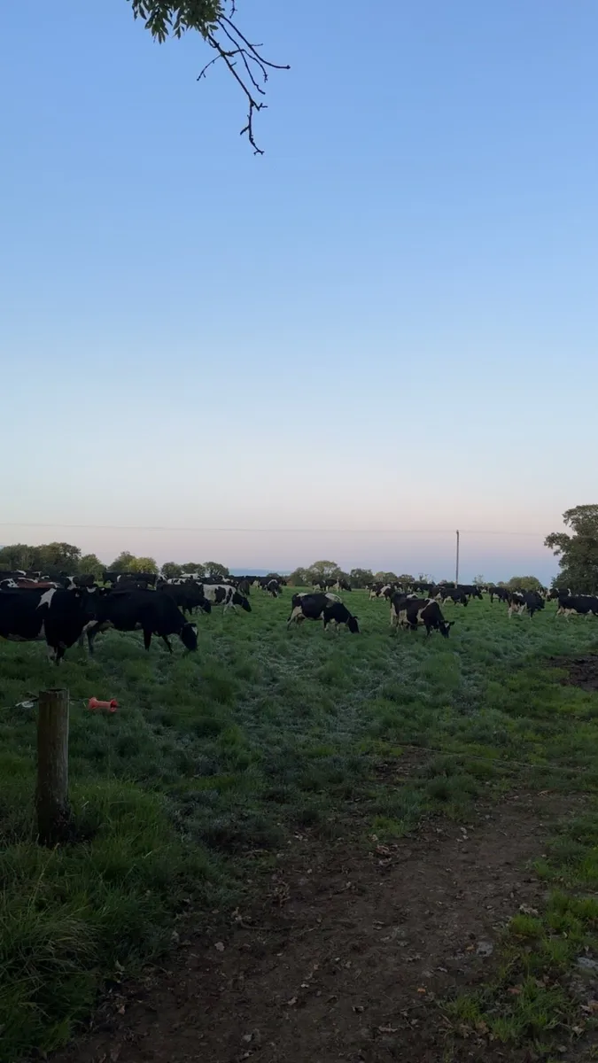 Looking for machinery work or milkings