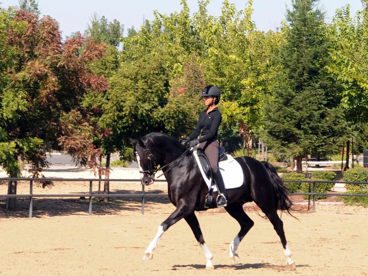 Grand Enthusiastic Hanoverian Dressage KING
