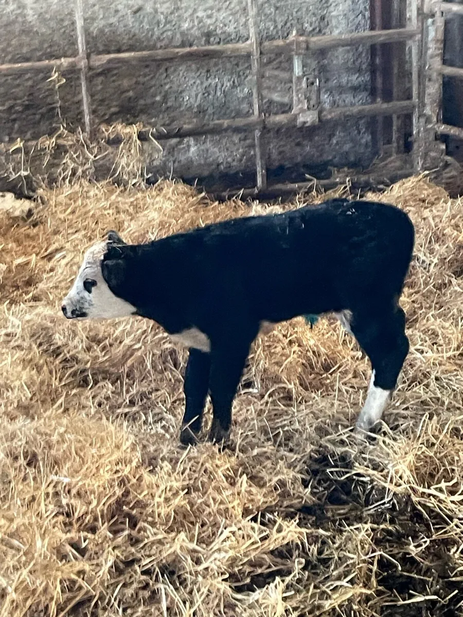 CHRISTMAS CRACKER - Image 1