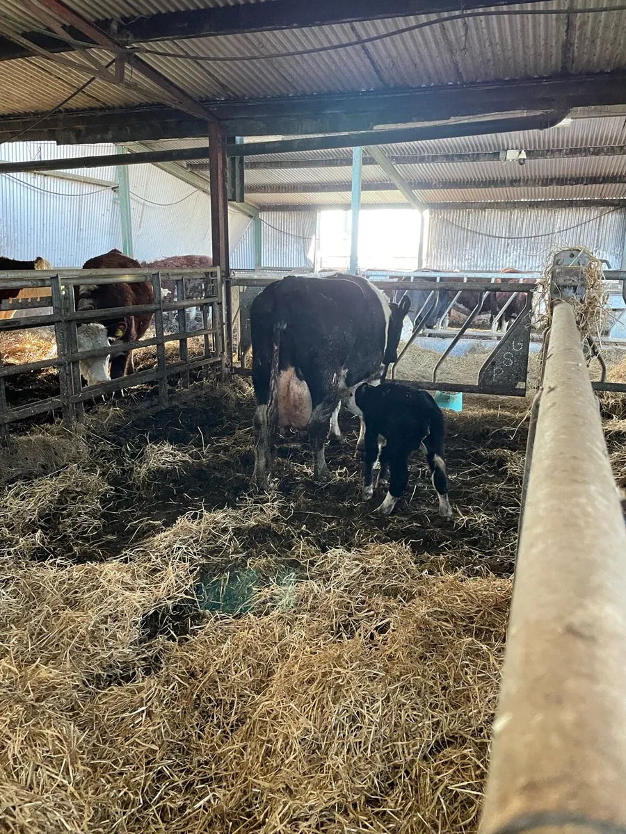 CHRISTMAS CRACKER - Image 3