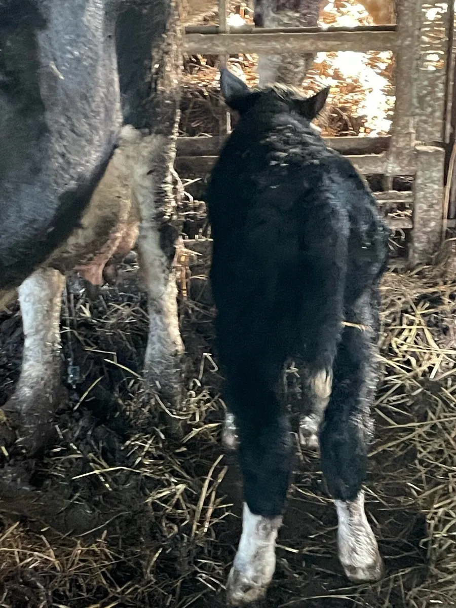 CHRISTMAS CRACKER - Image 4