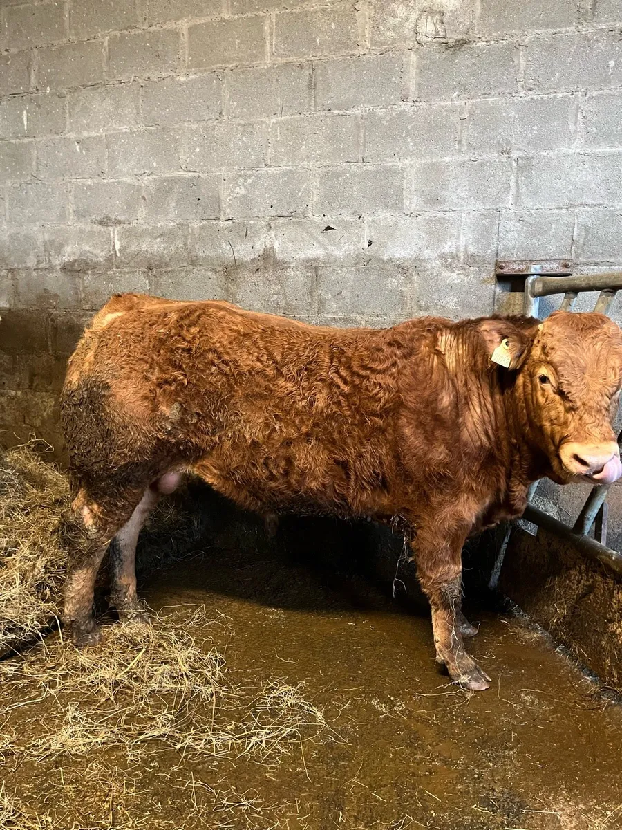 Pbr limousin bull - Image 1