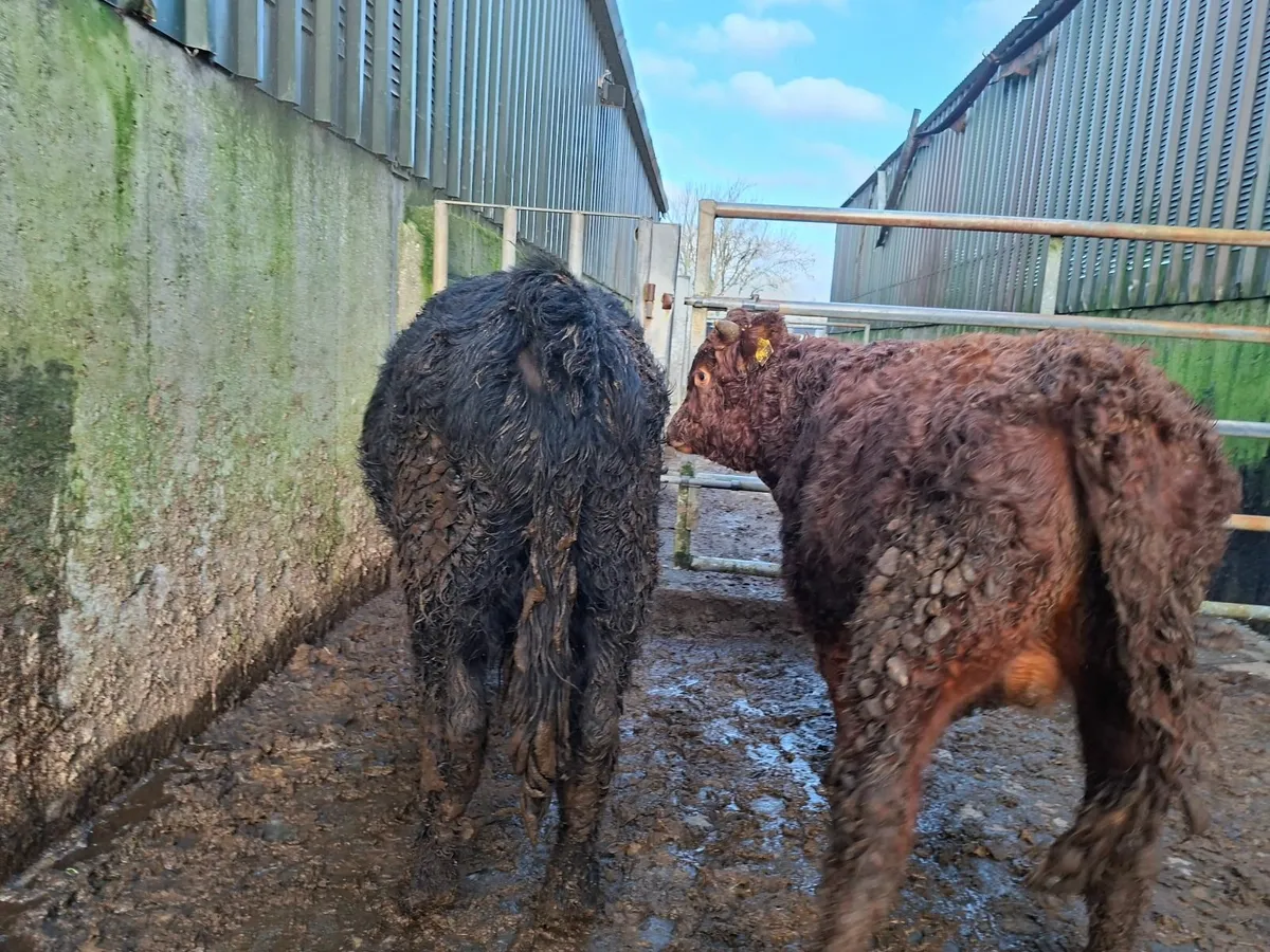 Dexter Bulls  Pure bred Registered - Image 1