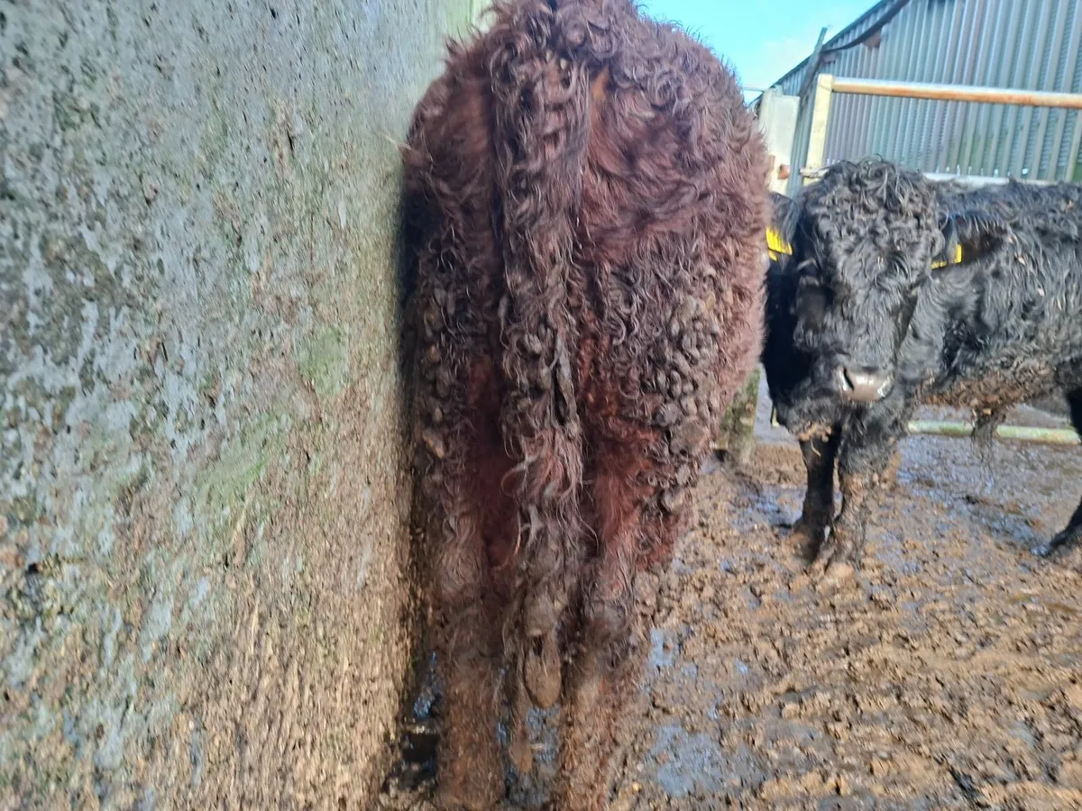 Dexter Bulls  Pure bred Registered - Image 2