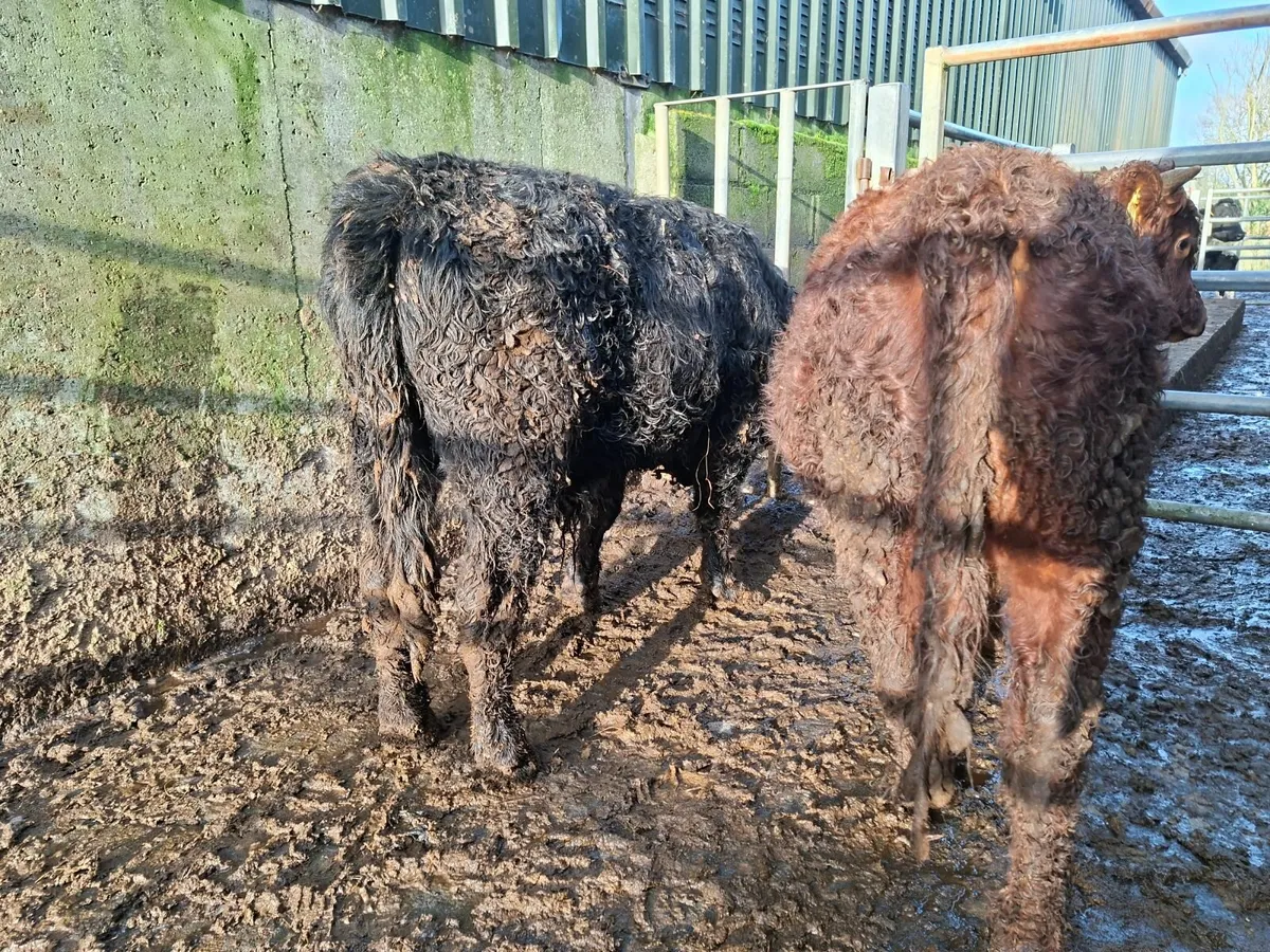 Dexter Bulls  Pure bred Registered - Image 3