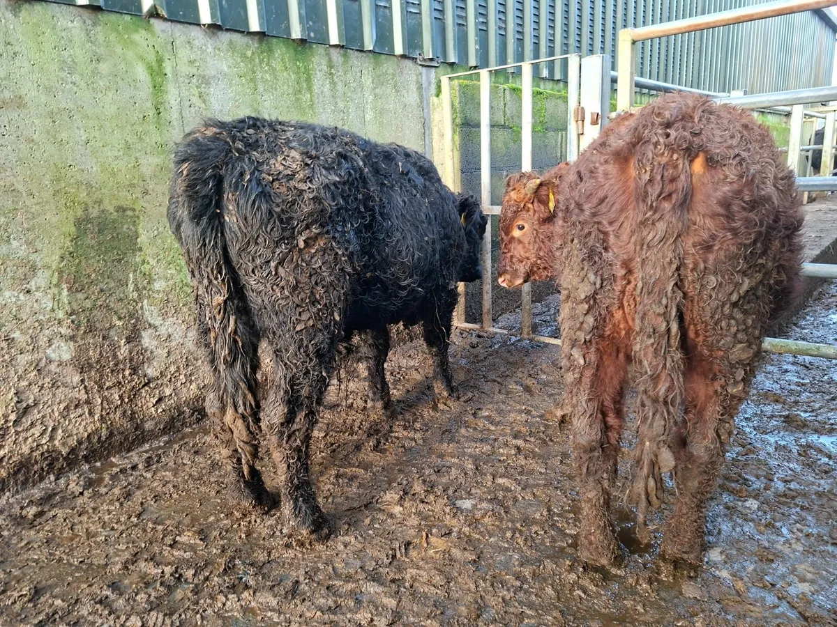 Dexter Bulls  Pure bred Registered - Image 4