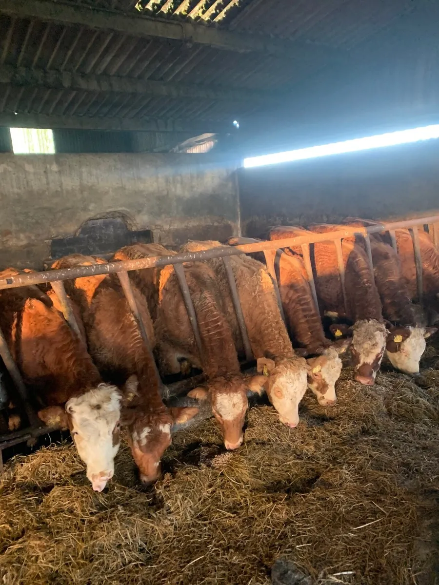 8 Super Quality LMX Heifers for sale - Image 2