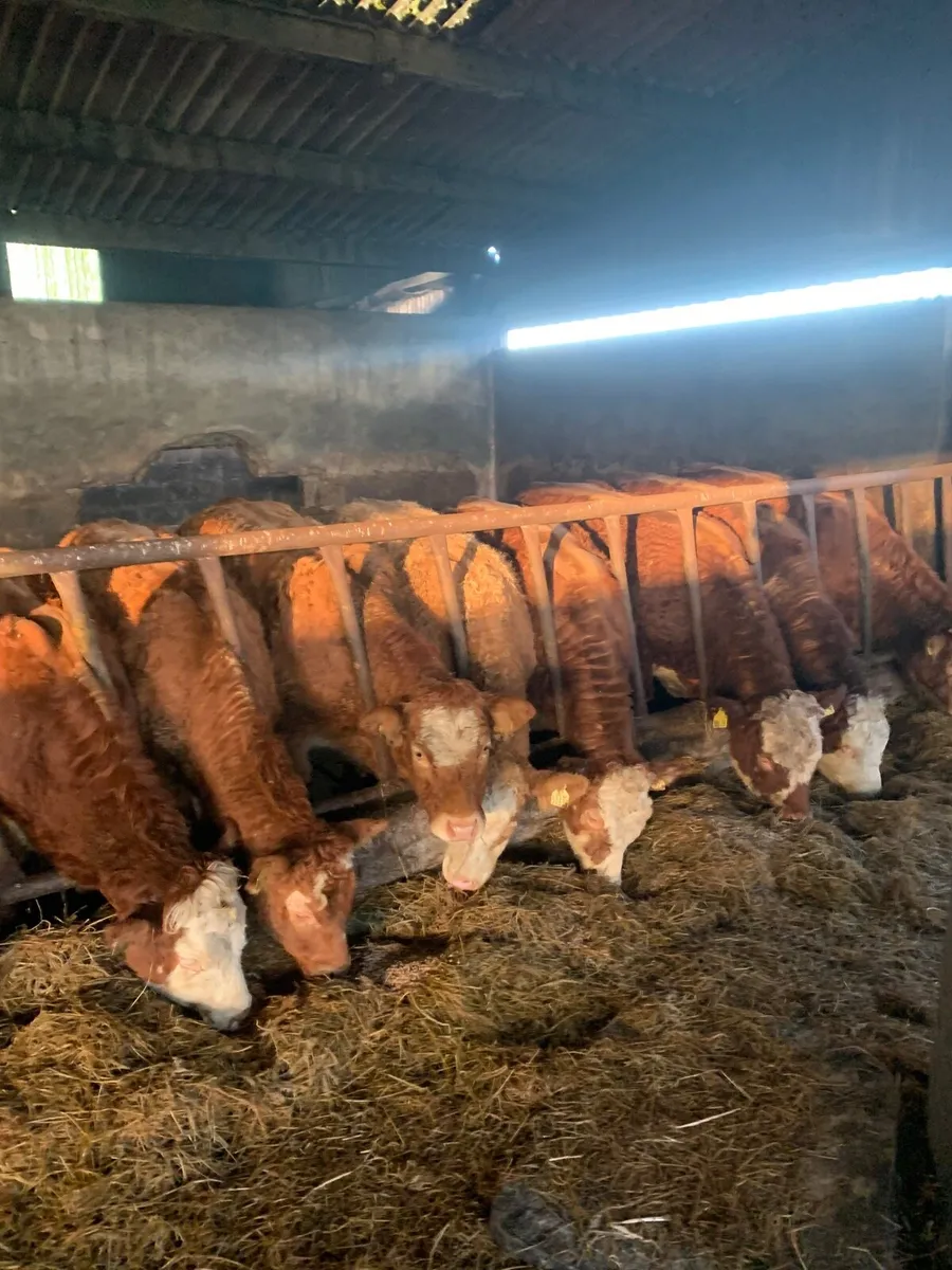 8 Super Quality LMX Heifers for sale - Image 3