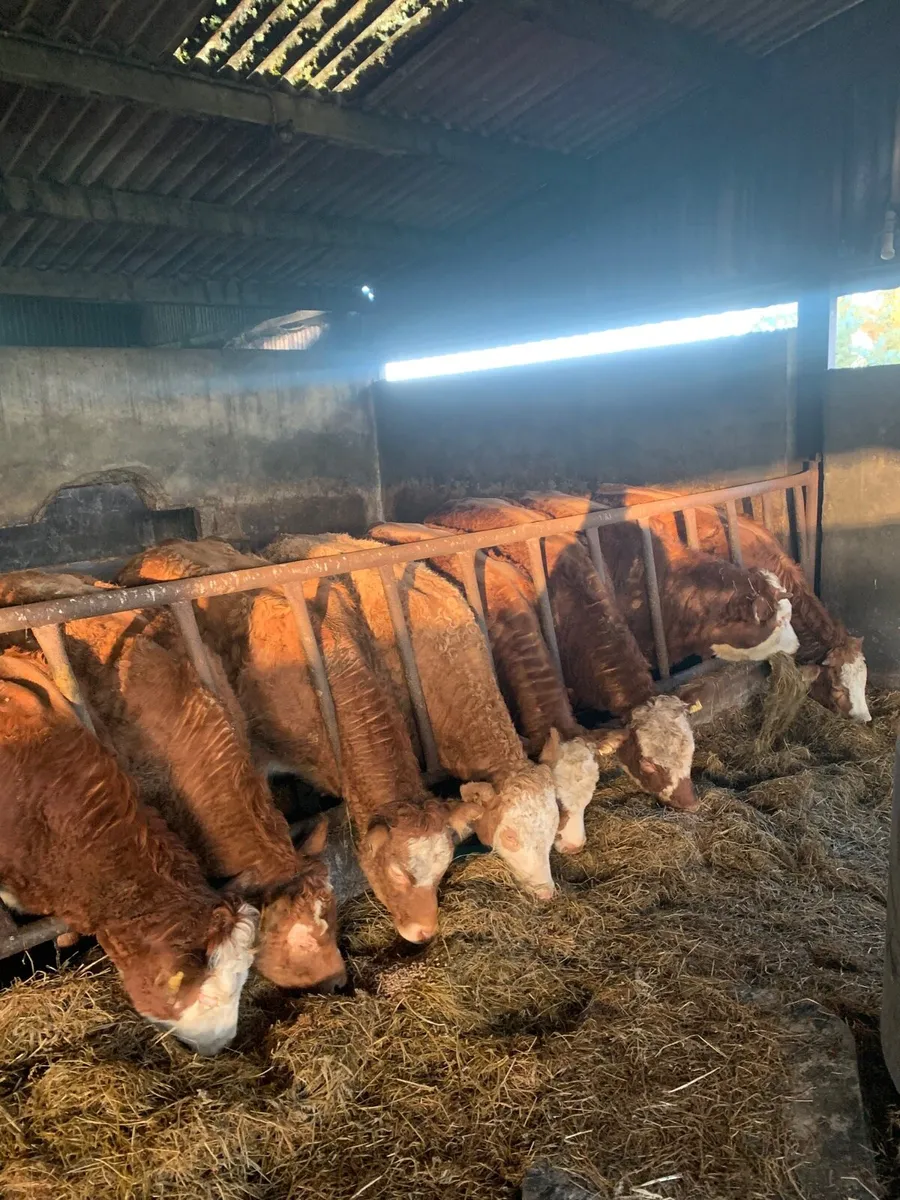 8 Super Quality LMX Heifers for sale - Image 4