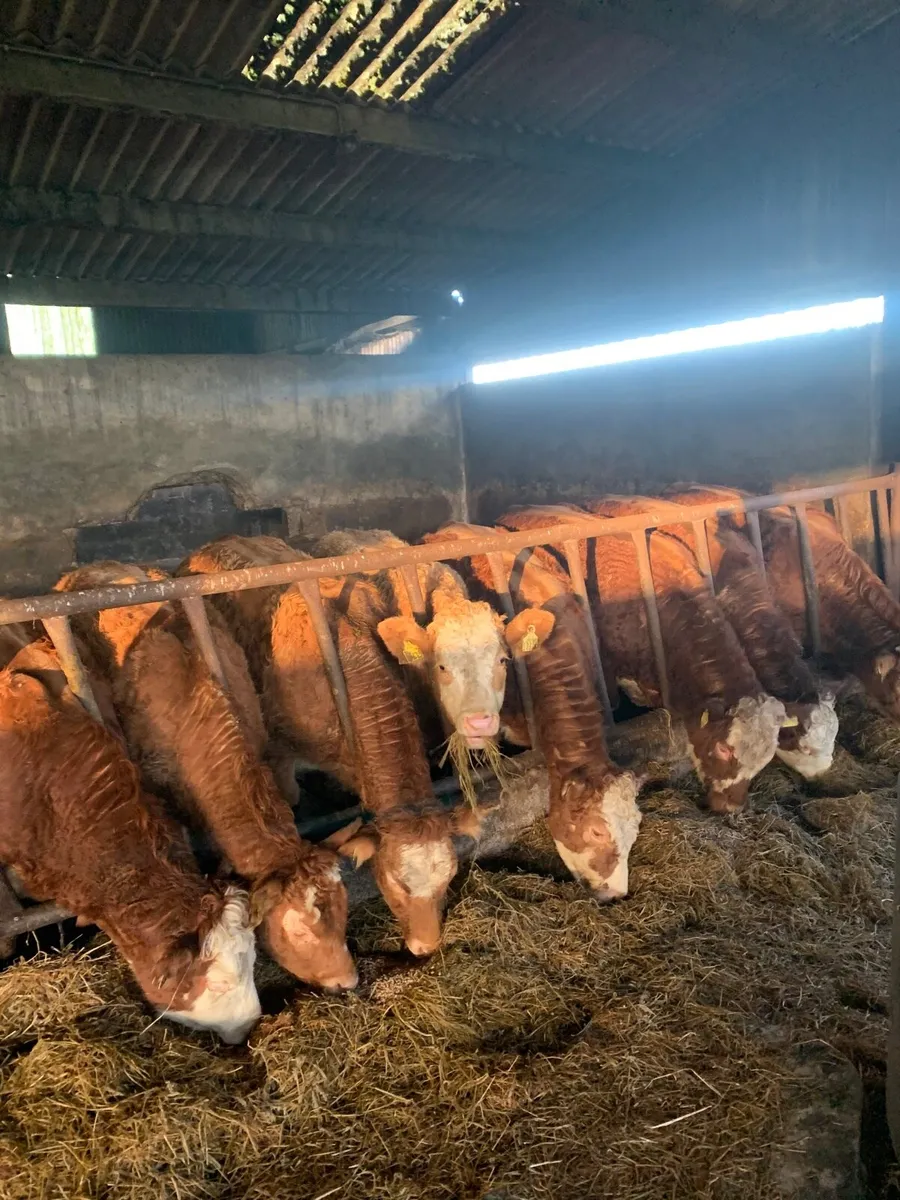8 Super Quality LMX Heifers for sale - Image 1