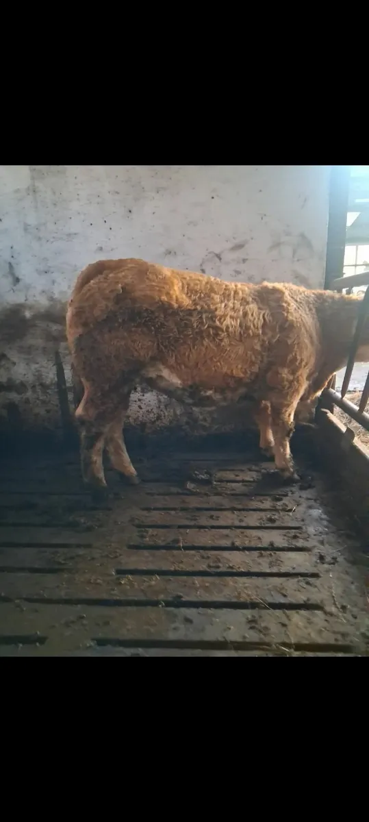 Super Charlois springer - Image 1