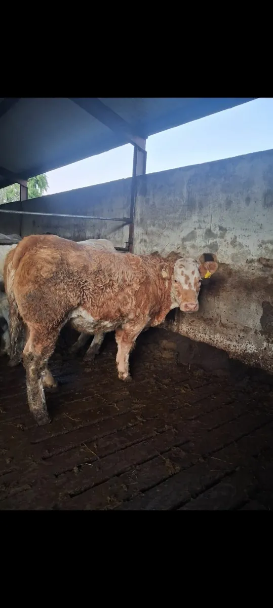 Super Charlois springer - Image 2