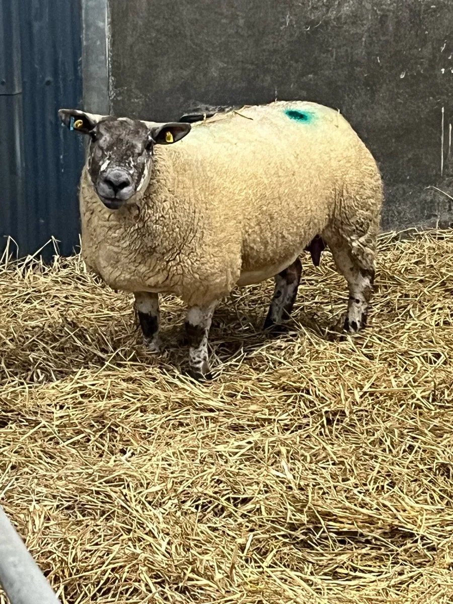 Foster ewe