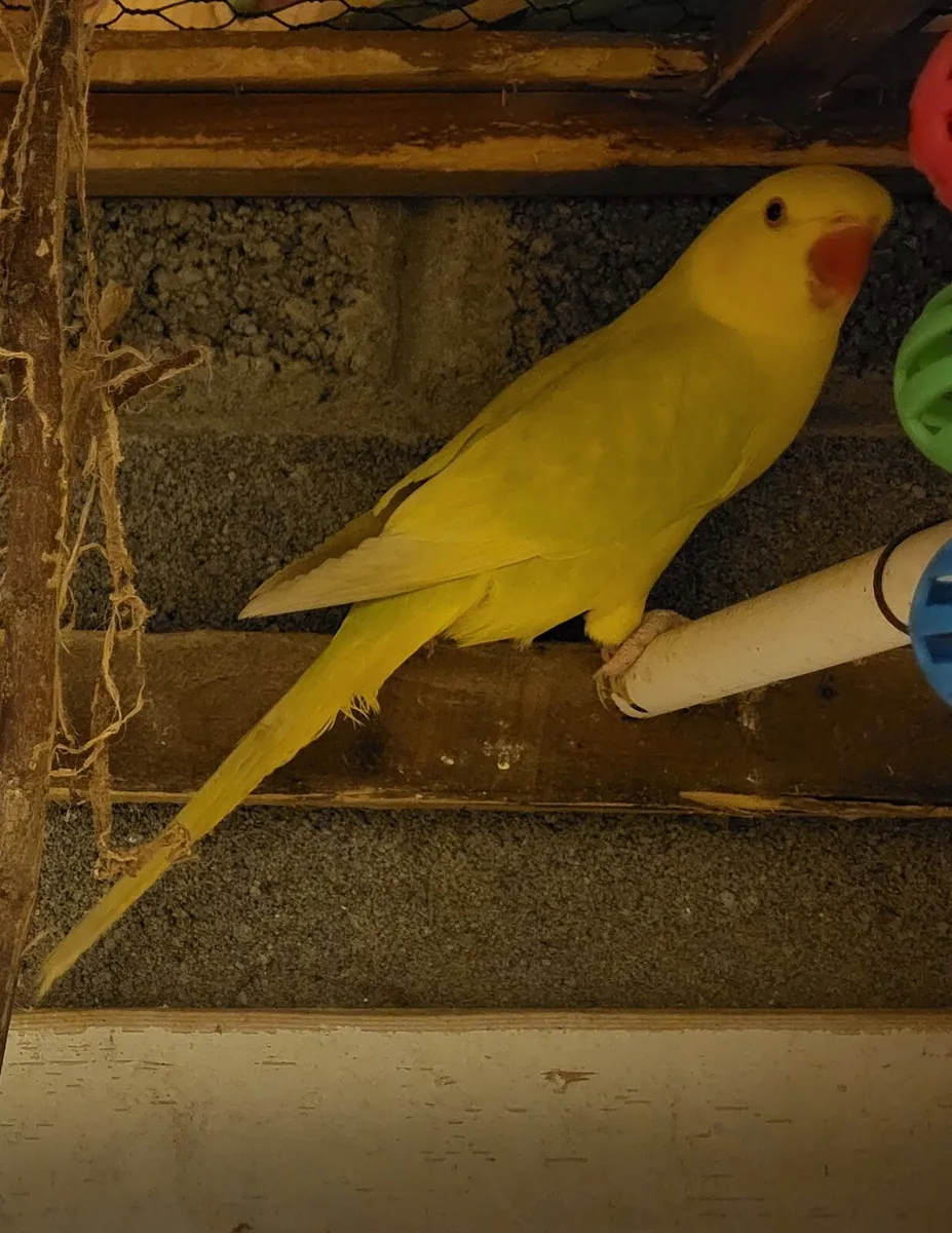 2 Ringneck Parrots - Image 2