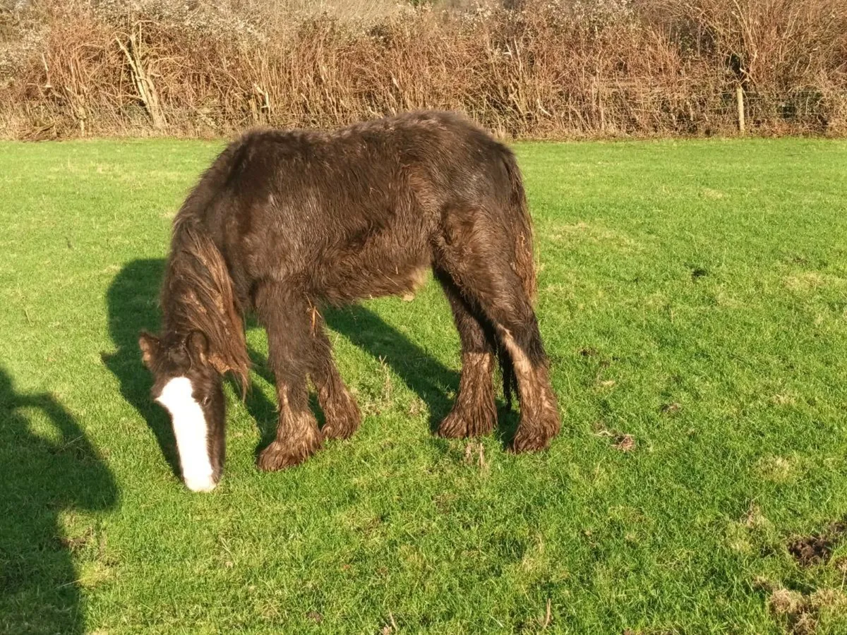 YEARLING COLT - Image 1